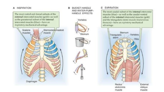 mechanism of breathing ppt mechanism of breathing diagram